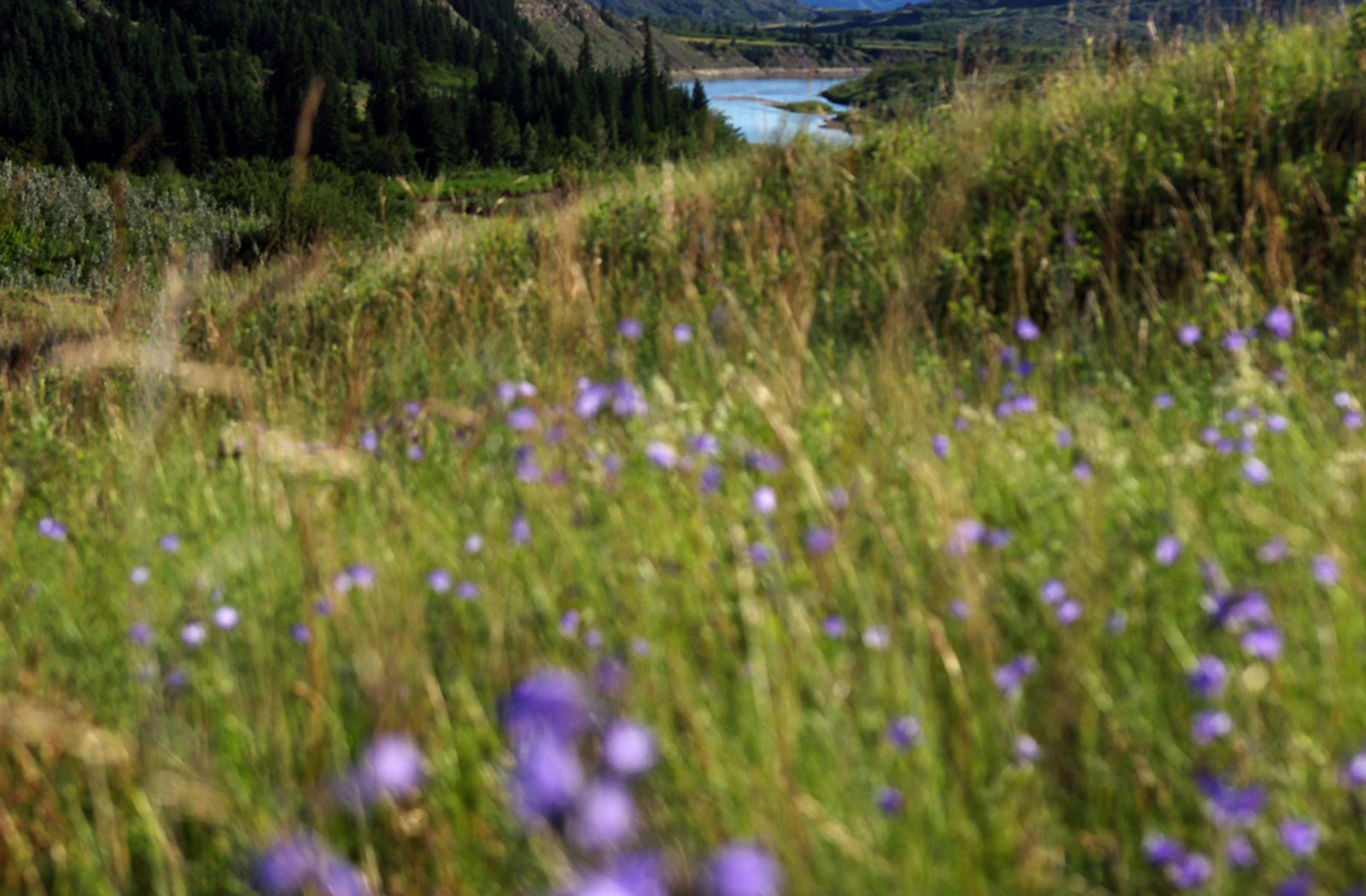 Wildflower meadow in an Alberta river valley